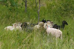moutons natura2000 abbaye maumont